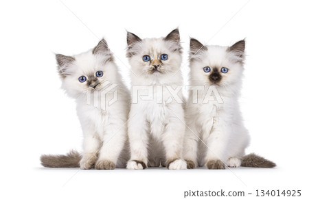 Sacred Birman cat kittens on white Sacred Birman cat kittens on white 134014925