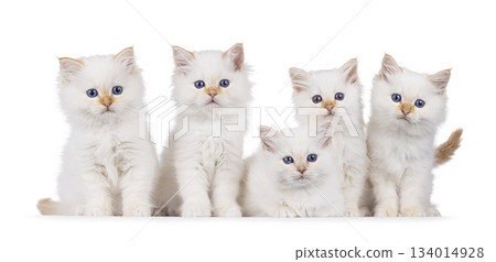 Sacred Birman cat kittens on white 134014928