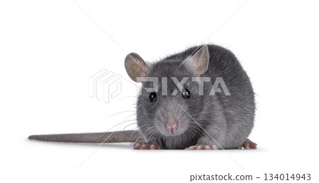 Tame rat on white background 134014943