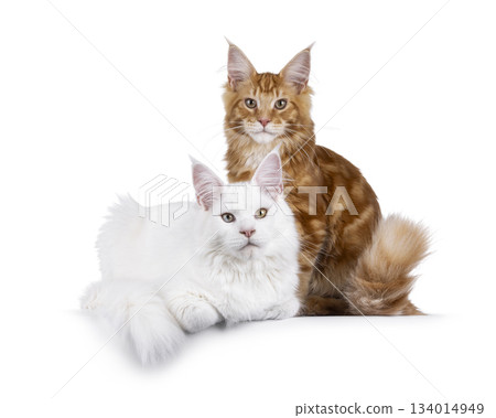 Red and white cat on white background 134014949