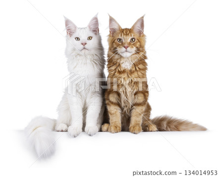 Red and white cat on white background 134014953