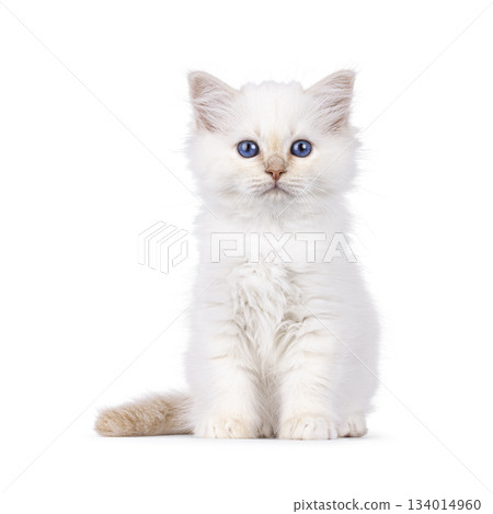 Red Sacred Birman kitten on white Red Sacred Birman kitten on white 134014960