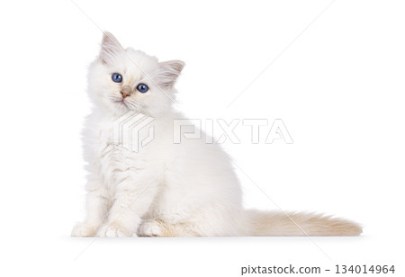 Red Sacred Birman kitten on white 134014964