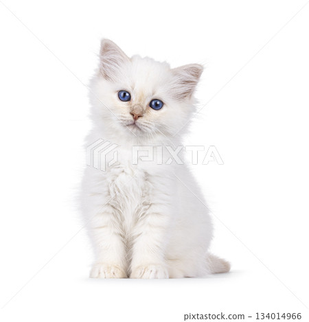 Red Sacred Birman kitten on white Red Sacred Birman kitten on white 134014966