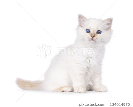 Red Sacred Birman kitten on white Red Sacred Birman kitten on white 134014970