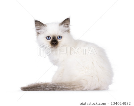 Seal point Sacred Birman kitten on white Seal point Sacred Birman kitten on white 134014982