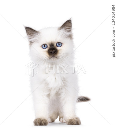 Seal point Sacred Birman kitten on white Seal point Sacred Birman kitten on white 134014984