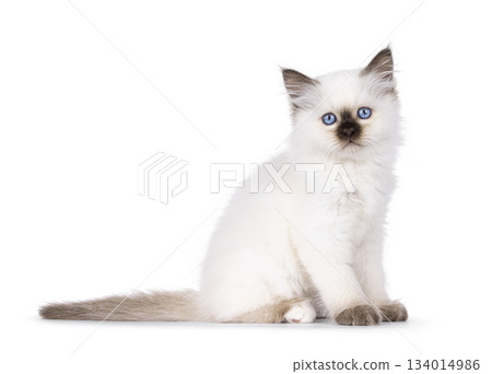 Seal point Sacred Birman kitten on white Seal point Sacred Birman kitten on white 134014986