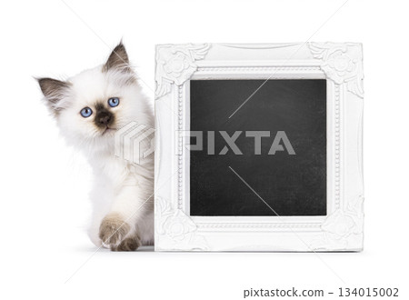 Seal point Sacred Birman kitten on white 134015002