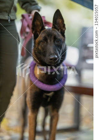 A Malinois dog is leashed and close to its owner in a park setting. The dog is wearing a collar and seems attentive. Trees and benches are visible in the background. 134015057