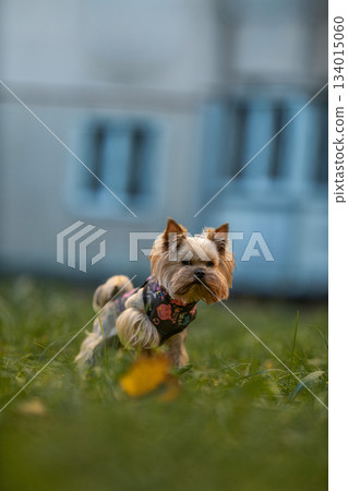 Yorkshire terrier explores grassy ground near a building during the evening. The dog moves around curiously enjoying its surroundings and the soft light. Yorkshire terrier explores grassy ground near a building during the evening. The dog moves around curiously enjoying its surroundings and the soft light. 134015060