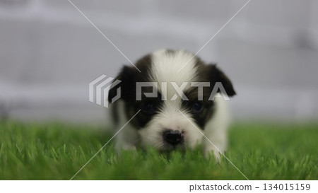 Papillon puppy Papillon puppy 134015159