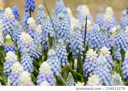 blue flower	 134015279