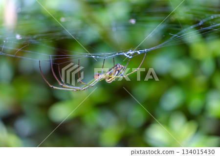 A long-legged spider waits for prey in a web built among the leaves A long-legged spider waits for prey in a web built among the leaves 134015430