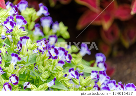 A vivid purple and white gradation of torenia A vivid purple and white gradation of torenia 134015437