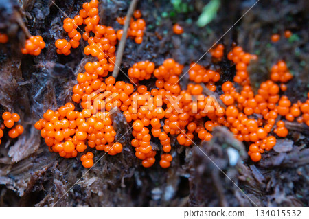 Trichia decipiens is a worldwide widespread slime mould species from the order Trichiida.Trichia decipiens plasmodium and sporangia on a tree trunk. Trichia decipiens is a worldwide widespread slime mould species from the order Trichiida.Trichia decipiens plasmodium and sporangia on a tree trunk. 134015532