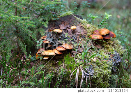Cluster of honey fungus (Armillaria) also known as honey agaric growing on a forest Cluster of honey fungus (Armillaria) also known as honey agaric growing on a forest 134015534