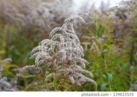 Solidago gigantea or goldenrod seed heads. Dried out gray seeds, late autumn, close up shot, no people. 134015535