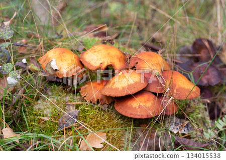 Close up of young Common rustgill Fungi, Gymnopilus penetrans, synonym Gymnopilus sapineus golden-yellow or orange-yellow to brown-yellow, smooth, domed hat in natural environment on a tree stump Close up of young Common rustgill Fungi, Gymnopilus penetrans, synonym Gymnopilus sapineus golden-yellow or orange-yellow to brown-yellow, smooth, domed hat in natural environment on a tree stump 134015538