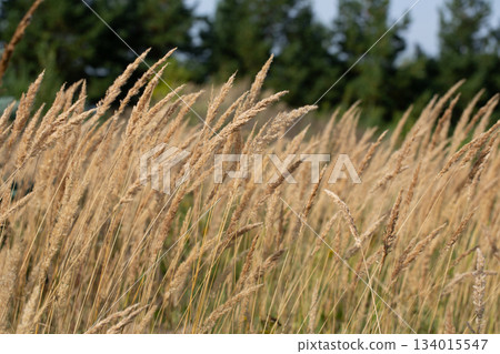 Autumn Wild Grass in Countryside Meadow Autumn Wild Grass in Countryside Meadow 134015547