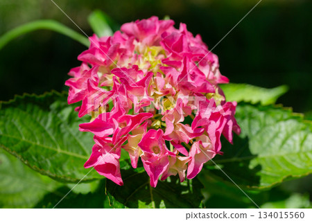 Bursts of red and yellow flower bloom in spring. Hydrangea macrophylla is a species of flowering plant in the family Hydrangeaceae, macro Bursts of red and yellow flower bloom in spring. Hydrangea macrophylla is a species of flowering plant in the family Hydrangeaceae, macro 134015560