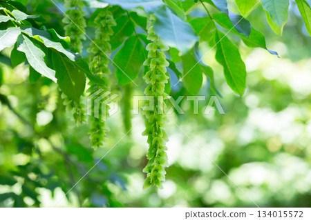 Branches with flowering catkins of Caucasian Walnut or Pterocarya Fraxinifolia tree 134015572