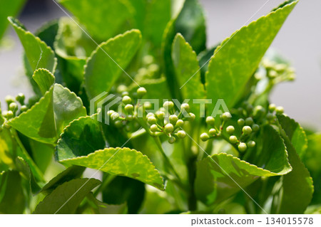 Wintercreeper Emerald Gaiety - Latin name - Euonymus fortunei Emerald Gaiety. Bright green leaves with buds on a bush in close-up. Natural green background. Wintercreeper Emerald Gaiety - Latin name - Euonymus fortunei Emerald Gaiety. Bright green leaves with buds on a bush in close-up. Natural green background. 134015578