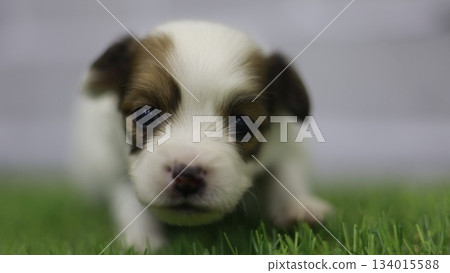 Papillon puppy 134015588