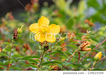 金絲桃屬植物的亮黃色花朵 金絲桃屬植物的亮黃色花朵 134015594