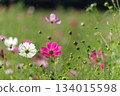 Pink and white cosmos in soft light 134015598