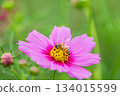 Pink cosmos and a bee collecting nectar 134015599