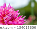 Close-up of a vibrant pink dahlia 134015600