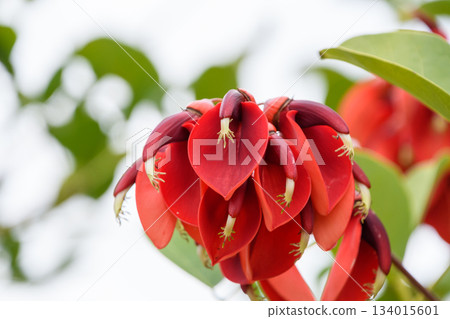 美國象牙樹鮮豔的紅色花朵 134015601