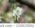 White, pretty plum blossoms 134015602
