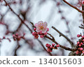 Pale pink plum blossoms and buds 134015603