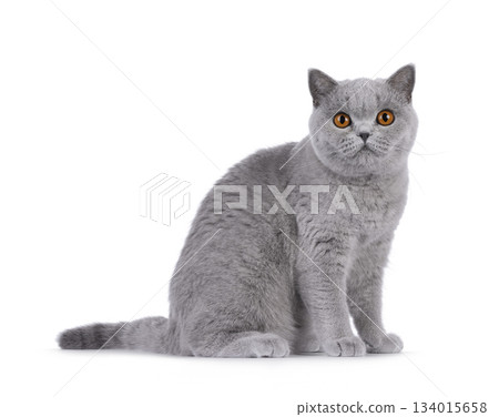 Blue British Shorthair cat on white Blue British Shorthair cat on white 134015658