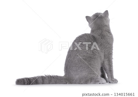 Blue British Shorthair cat on white Blue British Shorthair cat on white 134015661