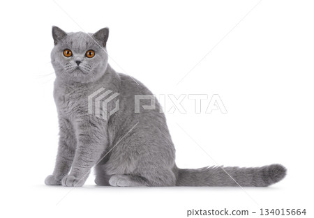 Blue British Shorthair cat on white Blue British Shorthair cat on white 134015664
