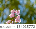 Bright pink Kawazu cherry blossoms blooming against a backdrop of blue sky and greenery 134015772