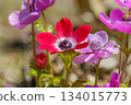 Red and purple anemones blooming brilliantly in the spring light 134015773