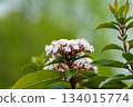 White flowers and pink buds of Viburnum in spring 134015774