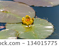 Yellow water lily flowers blooming on the water surface 134015775