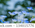 The beautiful refreshing blue of spring nemophila 134015776