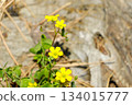 Yellow flowers and three leaves of wood sorrel blooming in the spring sunshine 134015777