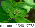 The green buds and young leaves of hydrangeas signal the arrival of early summer 134015778