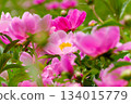 Vividly blooming pink peony flowers 134015779