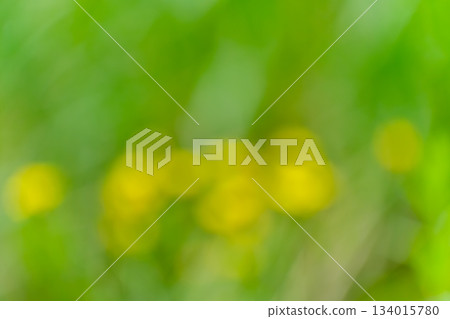 Green and yellow soft bokeh abstract background 134015780