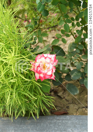 A white-pink chameleon rose flower in the garden. A white rosa chinensis with bright pink edges on its petals and yellow center blooms isolated, and surrounded by green plans in a flowerbed. Close-up. A white-pink chameleon rose flower in the garden. A white rosa chinensis with bright pink edges on its petals and yellow center blooms isolated, and surrounded by green plans in a flowerbed. Close-up. 134015784