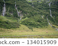 Cows grazing in green alpine valley with multiple waterfalls streaming behind them , Austrian Alps 134015909