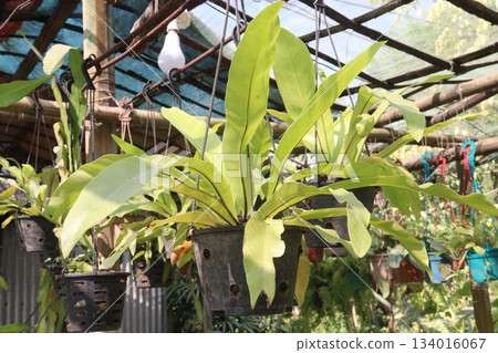 Brassolaeliocattleya orchid flower plant on hanging pot Brassolaeliocattleya orchid flower plant on hanging pot 134016067
